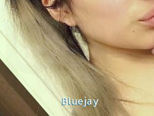 Blue_jay
