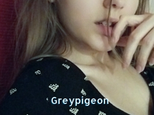 Greypigeon